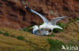 Zilvermeeuw (Larus argentatus)