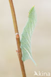 Eyed Hawk-moth (Smerinthus ocellata)