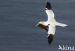 Northern Gannet (Morus bassanus)