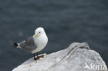 Black-legged Kittiwake (Rissa tridactyla)