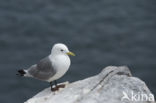 Black-legged Kittiwake (Rissa tridactyla)