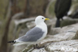 Black-legged Kittiwake (Rissa tridactyla)