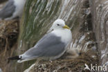 Black-legged Kittiwake (Rissa tridactyla)