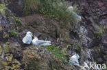 Black-legged Kittiwake (Rissa tridactyla)