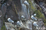 Black-legged Kittiwake (Rissa tridactyla)