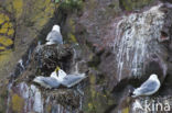 Black-legged Kittiwake (Rissa tridactyla)