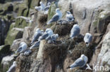 Black-legged Kittiwake (Rissa tridactyla)