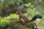 Eekhoorn (Sciurus vulgaris)