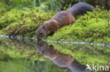 Eekhoorn (Sciurus vulgaris)