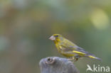 European Greenfinch (Carduelis chloris)