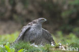 Goshawk (Accipiter gentilis)