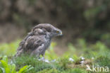 Goshawk (Accipiter gentilis)