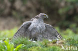 Goshawk (Accipiter gentilis)