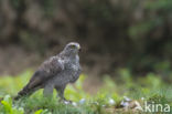 Goshawk (Accipiter gentilis)