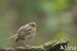 European Robin (Erithacus rubecula)