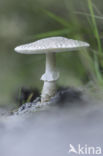 The Blusher (Amanita rubescens)