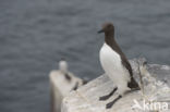 Guillemot