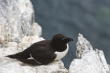 Razorbill (Alca torda)