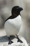 Razorbill (Alca torda)