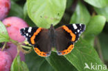 Red Admiral (Vanessa atalanta)