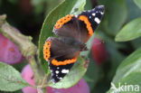 Red Admiral (Vanessa atalanta)