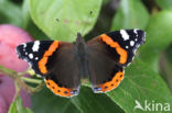 Red Admiral (Vanessa atalanta)