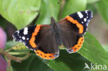 Red Admiral (Vanessa atalanta)