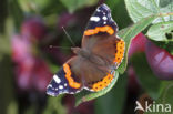 Red Admiral (Vanessa atalanta)