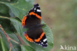 Red Admiral (Vanessa atalanta)