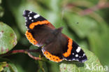 Red Admiral (Vanessa atalanta)