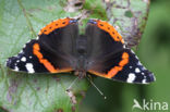 Red Admiral (Vanessa atalanta)