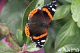 Red Admiral (Vanessa atalanta)