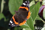 Red Admiral (Vanessa atalanta)