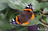 Red Admiral (Vanessa atalanta)