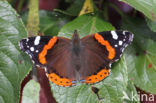 Red Admiral (Vanessa atalanta)