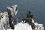 Kuifaalscholver (Phalacrocorax aristotelis)