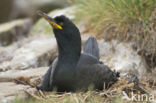 Kuifaalscholver (Phalacrocorax aristotelis)