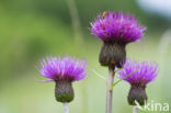 Melancholy Thistle (Cirsium helenoides)