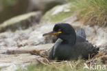 Kuifaalscholver (Phalacrocorax aristotelis)