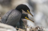 Kuifaalscholver (Phalacrocorax aristotelis)