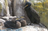 Kuifaalscholver (Phalacrocorax aristotelis)