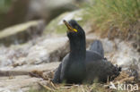 Kuifaalscholver (Phalacrocorax aristotelis)