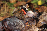 Red Admiral (Vanessa atalanta)