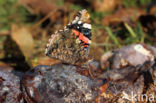 Red Admiral (Vanessa atalanta)