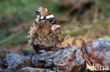 Red Admiral (Vanessa atalanta)