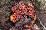 Beefsteak Fungus (Fistulina hepatica)