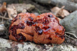 Beefsteak Fungus (Fistulina hepatica)