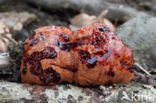 Biefstukzwam (Fistulina hepatica)