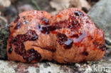 Biefstukzwam (Fistulina hepatica)