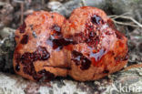 Beefsteak Fungus (Fistulina hepatica)